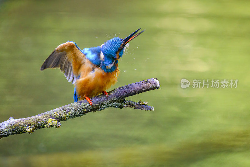 普通翠鸟(Alcedo atthis)雄鸟栖息在树枝上